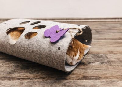 Domestic white and orange cat sleep in cat felt tunnel, fall season