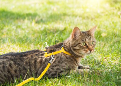 Walking a domestic cat on a yellow harness. The tabby cat is afraid of outdoor,hides in the green grass, cautiously and curiously. Teaching your pet to walk