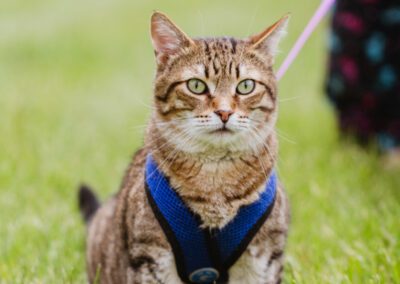 A cat with a blue belt in a grass land