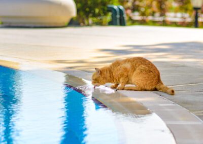 Red cat drinks water from the swimming pool.