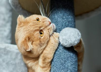Cute funny cat playing on Furniture Scratching Deterrent Tree at home