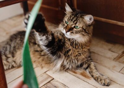 cat playing with green plant with funny emotions and green eyes