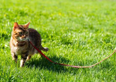 A cat in a grass land