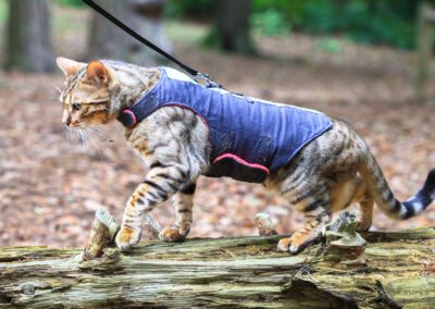 A bengal cat in a harness walks across a log in a forest in Nesscliffe, Shropshire, England.