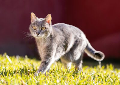 Cat Playing in the Garden