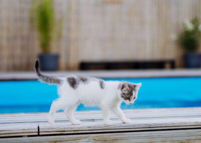 Close up of cat walking along outdoor swimming pool.