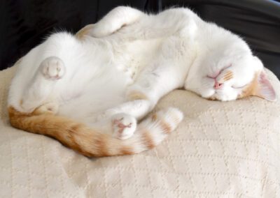 A cute little white cat sleeping upside down