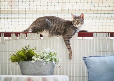 Female young gray cat lying on the rail of a balcony