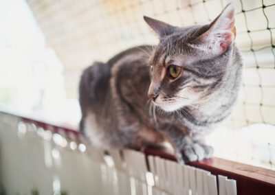 Female young cat lying on the rail of a balcony