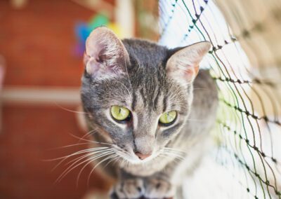 Female young cat lying on the rail of a balcony observing outdoors