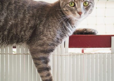 Female young cat lying on the rail of a balcony looking at camera