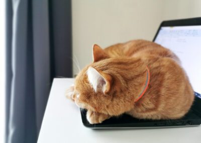 A cat orange is sleep on a laptop