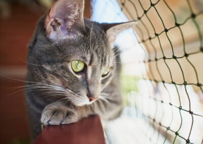 Female young cat lying on the rail of a balcony observing outdoors