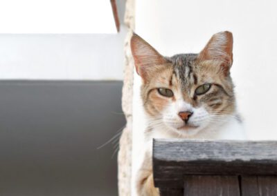 a cute cat sitting on top of the bench