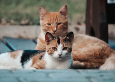 A cute little cats are in a relaxing look