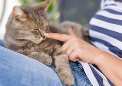 Top view of a furry tabby cat lying on its owner's lap, enjoying being cuddled and purring.